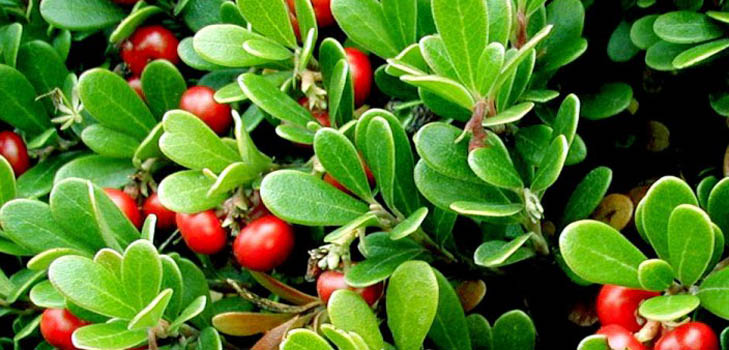 Bearberry: лекарствени свойства, приложение, снимка